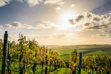 picture of a vineyard